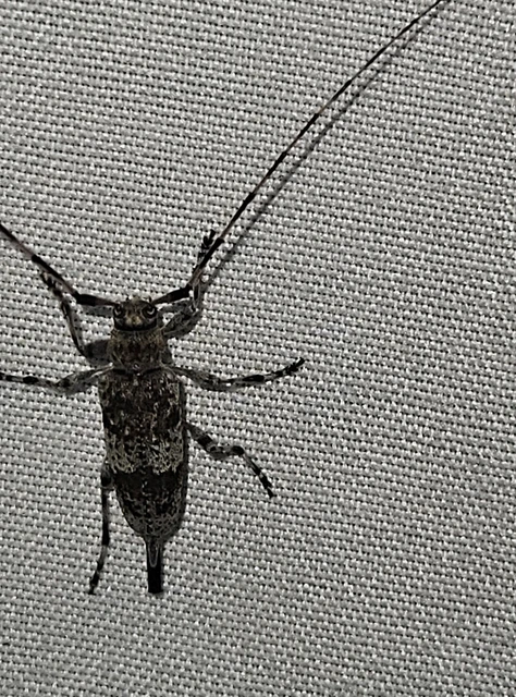 Acanthocinus griseus - szürke daliáscincér