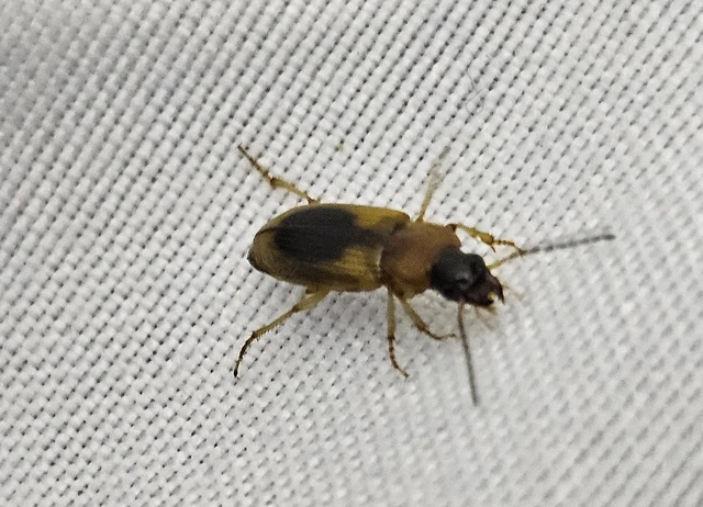 Stenolophus discophorus - kisfoltos turzásfutó