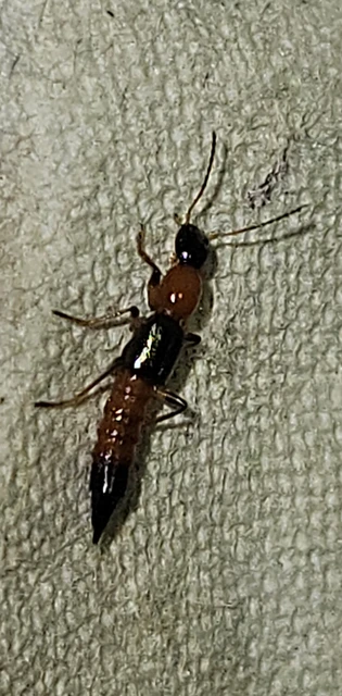 Paederus