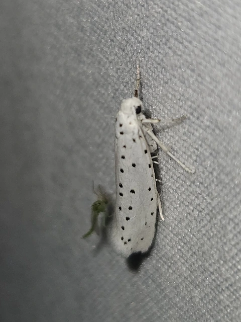 Yponomeuta cagnagella - pókhálós kecskerágómoly