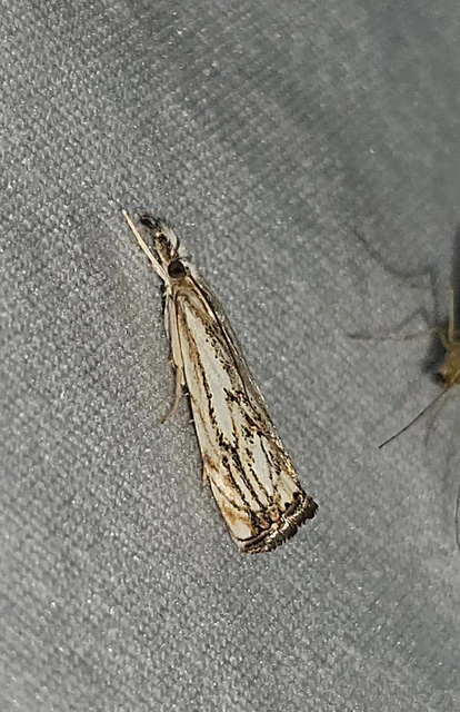 Catoptria falsella - hálós fűgyökérmoly