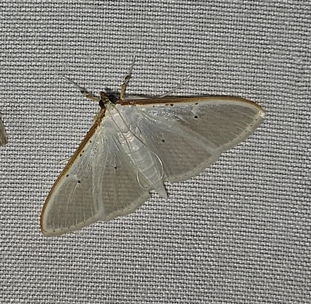 Palpita vitrealis - hófehér tűzmoly