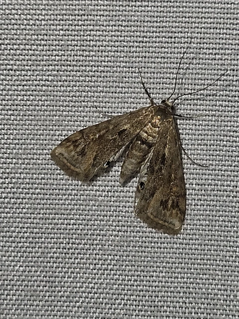 Cataclysta lemnata - békalencsemoly