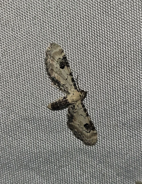 Eupithecia centaureata - búzavirág-törpearaszoló