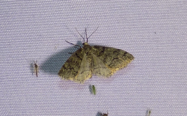 Tephronia sepiaria/Eumannia lepraria