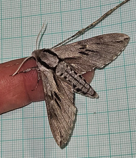 Hyloicus pinastri - fenyőszender