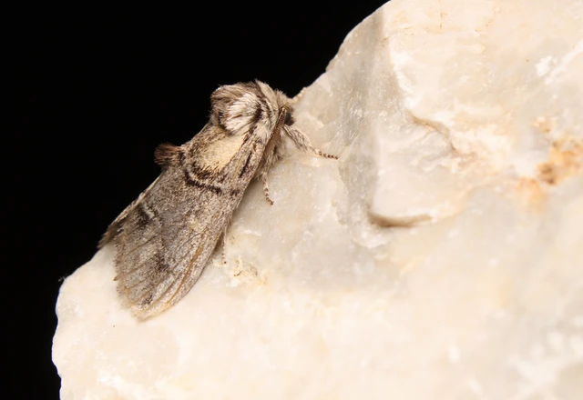 Drymonia velitaris - hegyi púposszövő