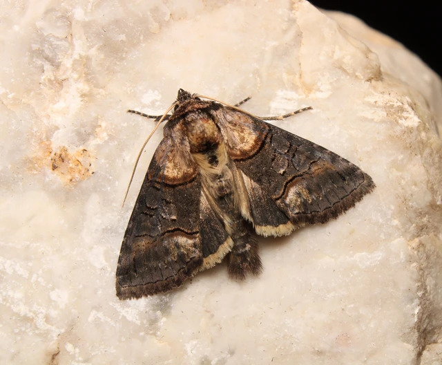 Abrostola asclepiadis - barnaövű csalánbagoly