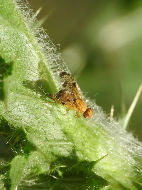 Tephritidae - fúrólégyfélék