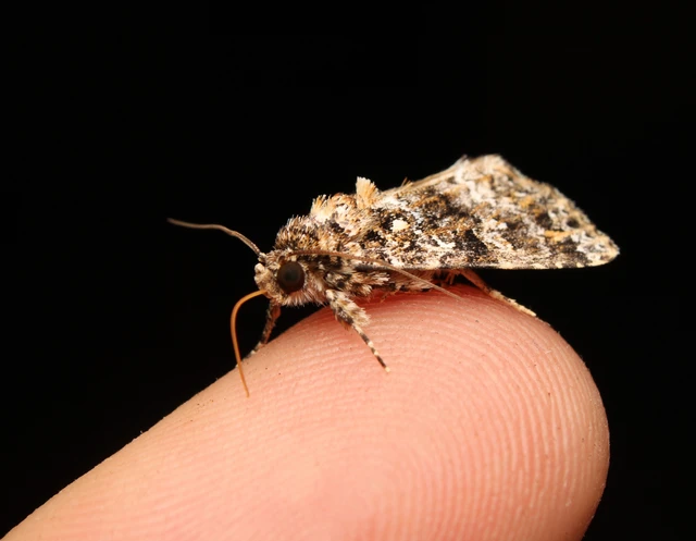 Callopistria latreillei - gyöngypettyes bagoly