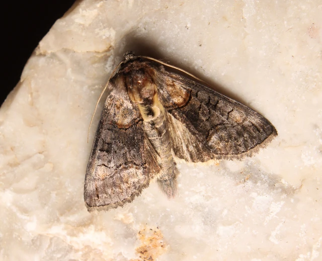 Abrostola