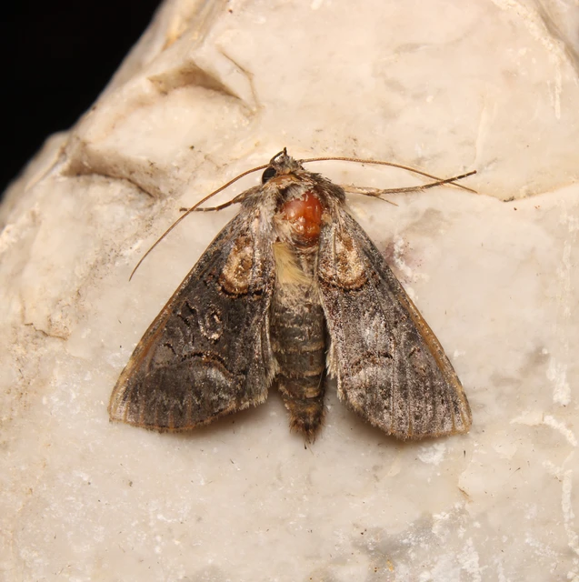 Abrostola asclepiadis - barnaövű csalánbagoly