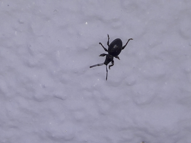 Otiorhynchus ovatus - apró gyalogormányos