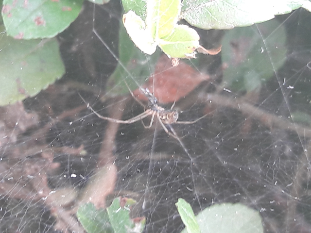 Linyphiidae - vitorláspókok