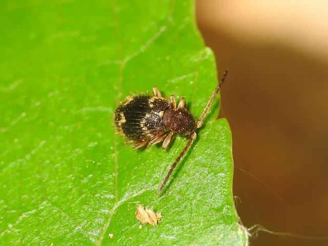 Ptinus rufipes - vöröslábú tolvajbogár