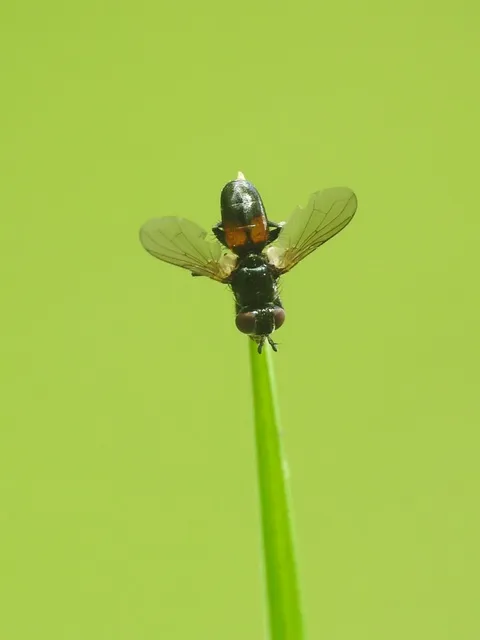 Phasiinae