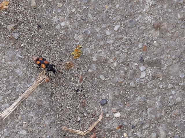 Panagaeus bipustulatus - kis keresztesfutó