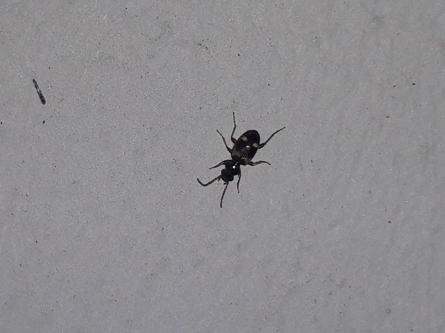 Bembidion quadrimaculatum - négyfoltos gyorsfutó