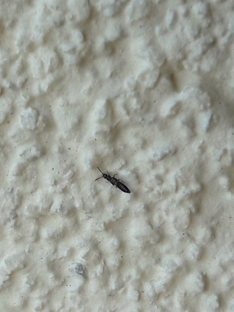 Atheta