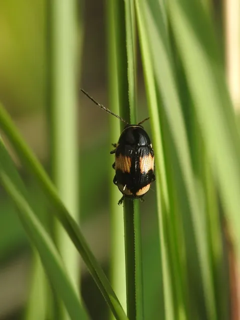 Cryptocephalus moraei - közönséges zömökbogár