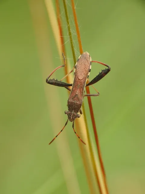 Camptopus lateralis - görbelábú karimáspoloska