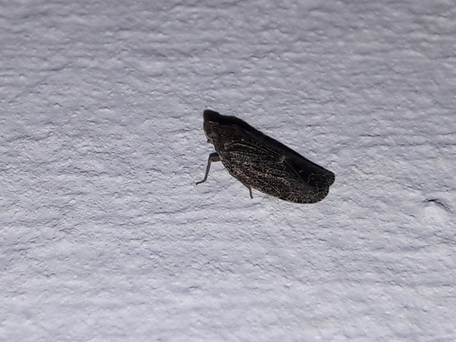 Cixidia pilatoi