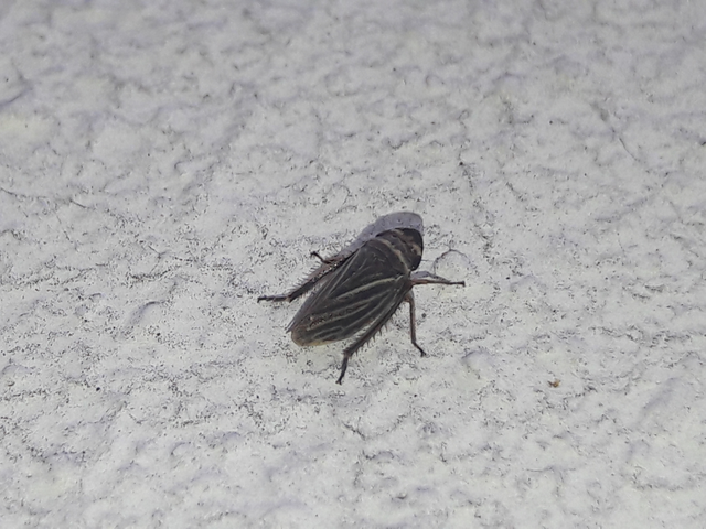 Aphrodes