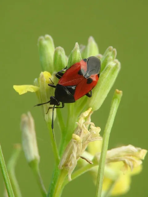Deraeocoris rutilus - cinóber mezeipoloska