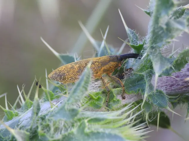 Lixus pulverulentus - mályvafúró dudvabarkó