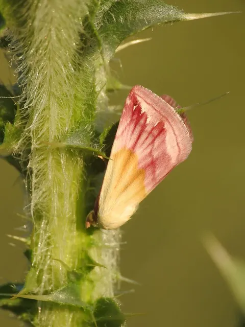 Eublemma purpurina - bíboros törpebagoly