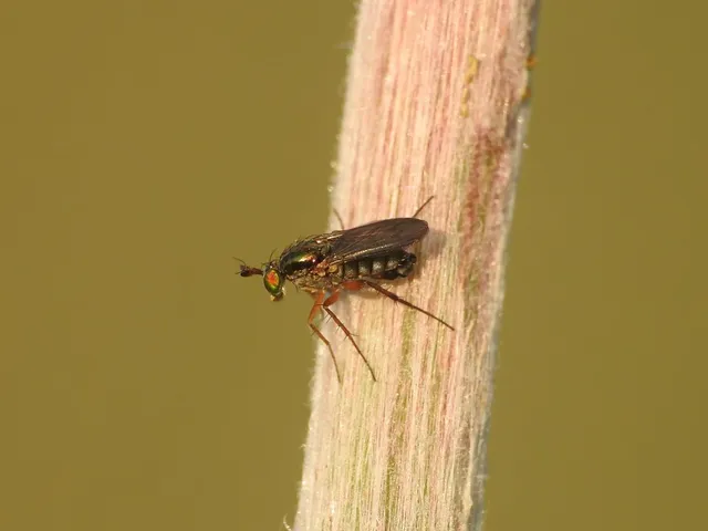 Dolichopodidae - szúnyoglábú legyek