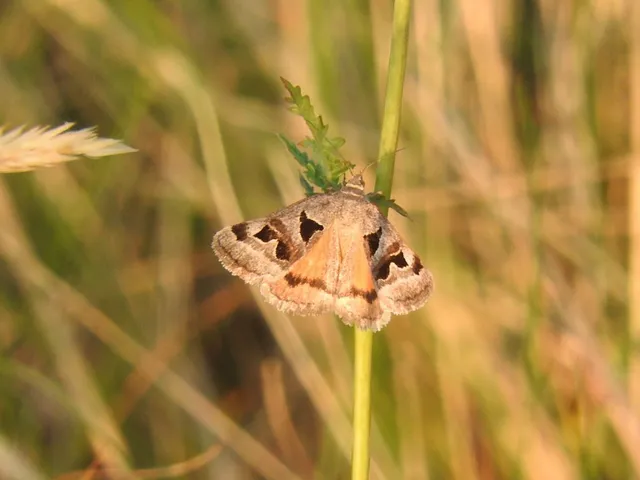 Gonospileia triquetra - kakukkfű-nappalibagoly
