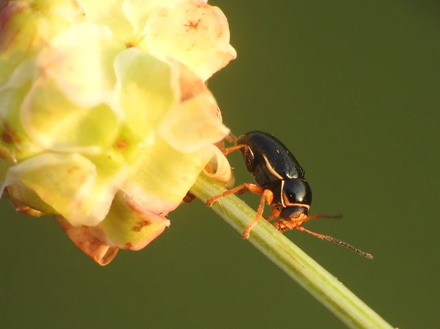 Cryptocephalus bameuli/flavipes