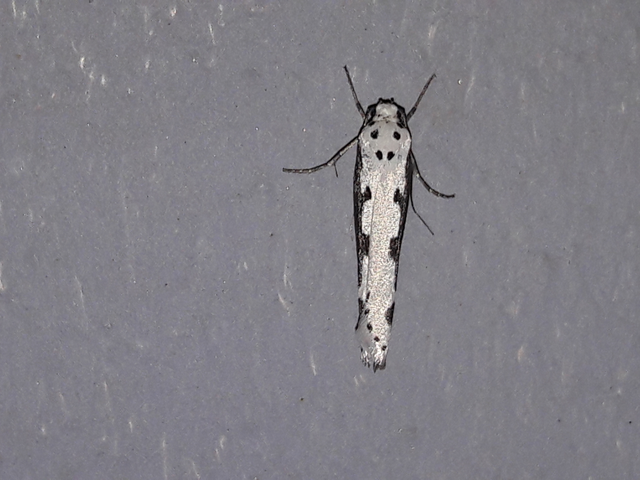 Ethmia bipunctella - kétpettyes feketemoly