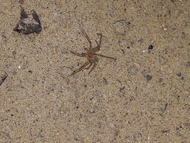 Philodromus