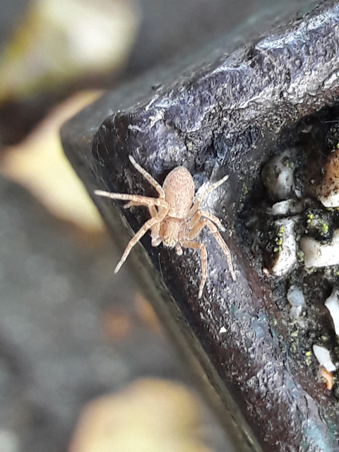 Philodromus