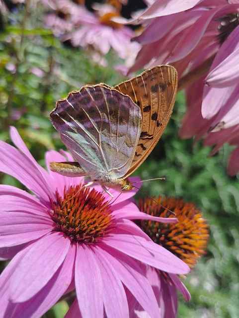 Argynnis paphia - nagy gyöngyházlepke