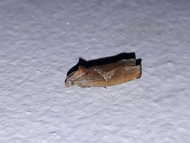 Epiblema foenella - kampósfoltú tükrösmoly