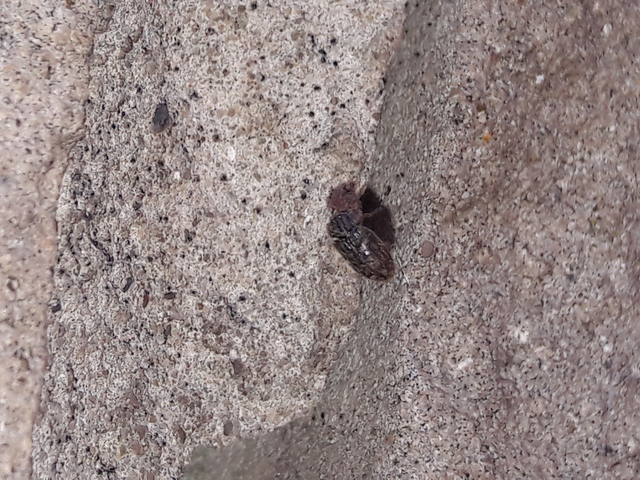 Helophorus