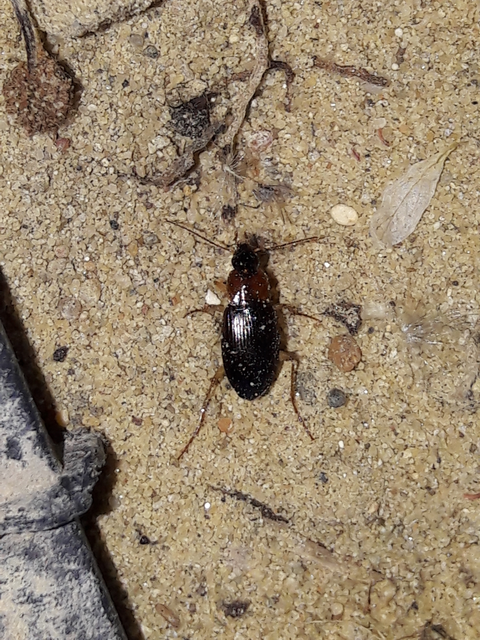 Calathus melanocephalus - vörösnyakú tarfutó