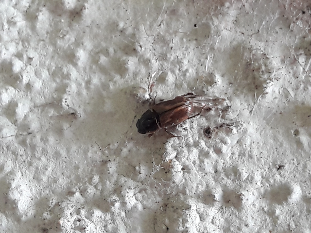 Aphodius prodromus - sárgalábú trágyabogár