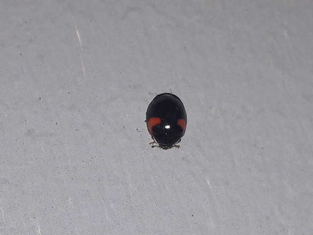 Adalia decempunctata - tízpettyes katica