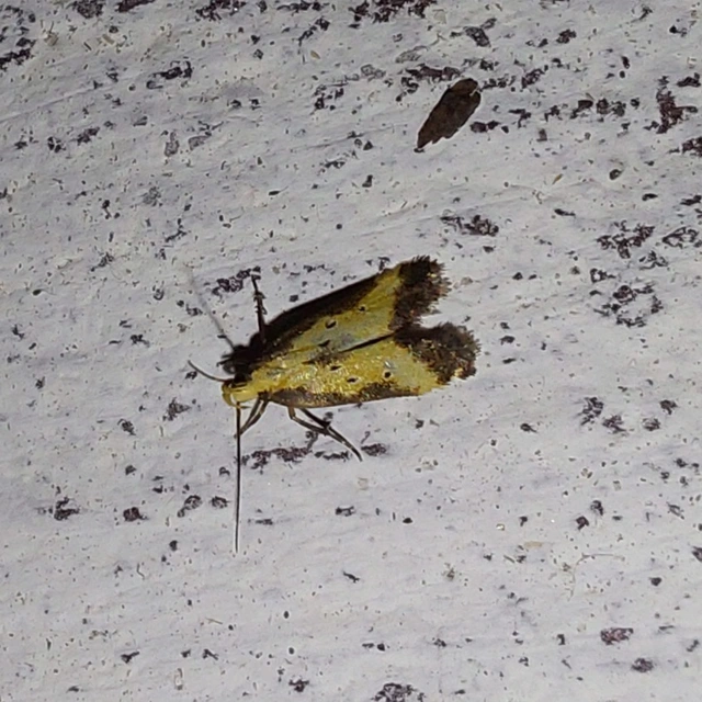 Brachmia dimidiella - citromkocsord-lápimoly