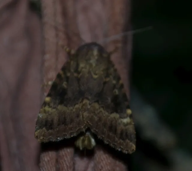 Amphipyra berbera/pyramidea