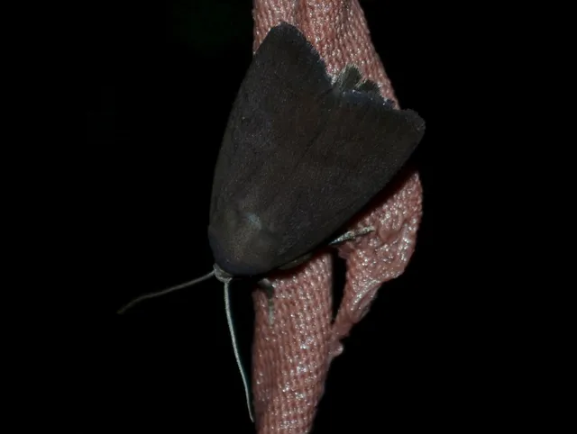 Amphipyra livida - zsírfényű bagoly