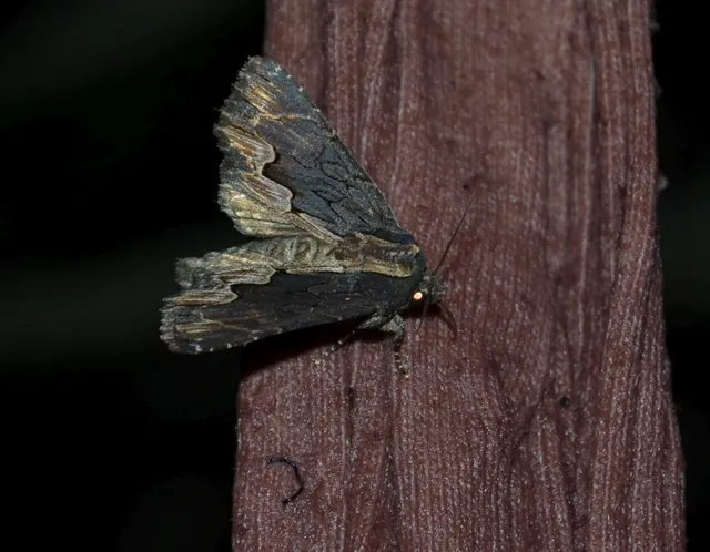 Dypterygia scabriuscula - szurokbarna nyáribagoly