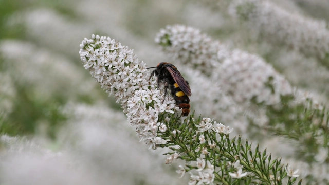 Megascolia maculata - óriás-tőrösdarázs
