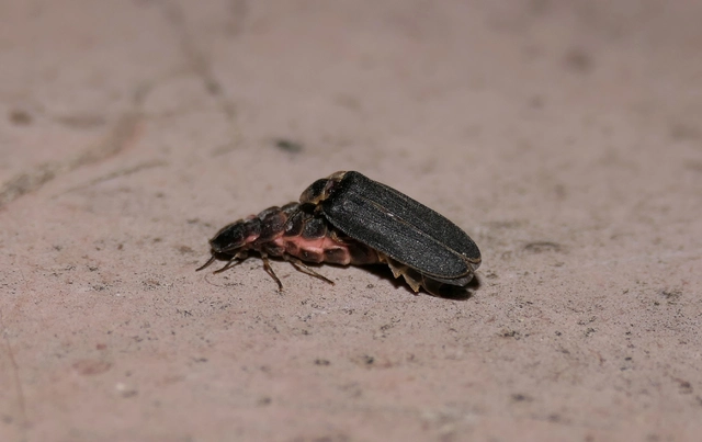 Lampyris noctiluca - nagy szentjánosbogár