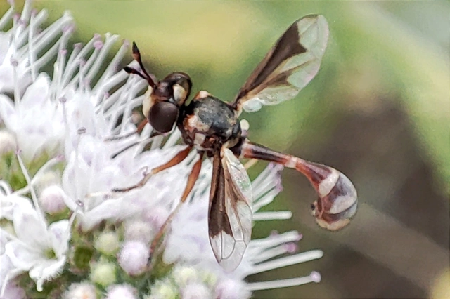 Physocephala