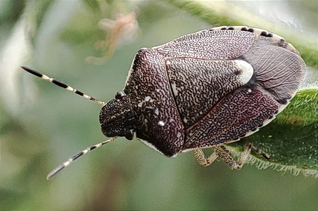 Holcostethus sphacelatus - holdas címerespoloska Holcostethus sphacelatus - holdas címerespoloska
